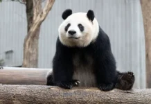 Сохранение дружбы между Японией и Китаем зависит от панд в зоопарке Токио sohranenie druzhby mezhdu yaponiej i kitaem zavisit ot pand v zooparke tokio-obzone-su-0