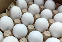 sovety po mytyu yaicz i rekomendaczii eleny golikovoj dlya zashhity ot salmonelly-obzone-su-0