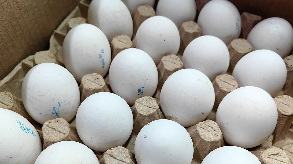 Сальмонелла и другие бактерии: почему надо мыть яйца перед готовкой