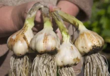 Татьяна Ноздрина и Никита Чаплин рекомендуют сажать овощи осенью для урожая tatyana nozdrina i nikita chaplin rekomenduyut sazhat ovoshhi osenyu dlya urozhaya-obzone-su-0