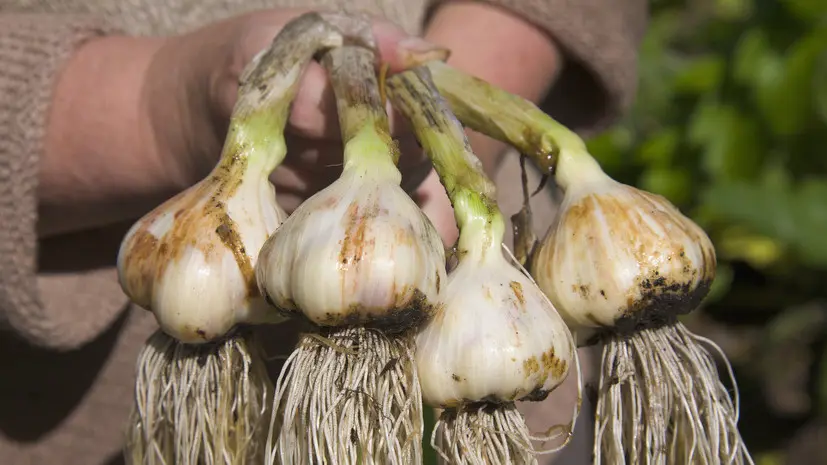 Россиянам посоветовали посадить чеснок, лук-севок и морковь в ноябре