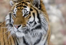 Тигр атаковал фермера Чхоте Лала в заповеднике Пилибхит в Индии tigr atakoval fermera chhote lala v zapovednike pilibhit v indii-obzone-su-0