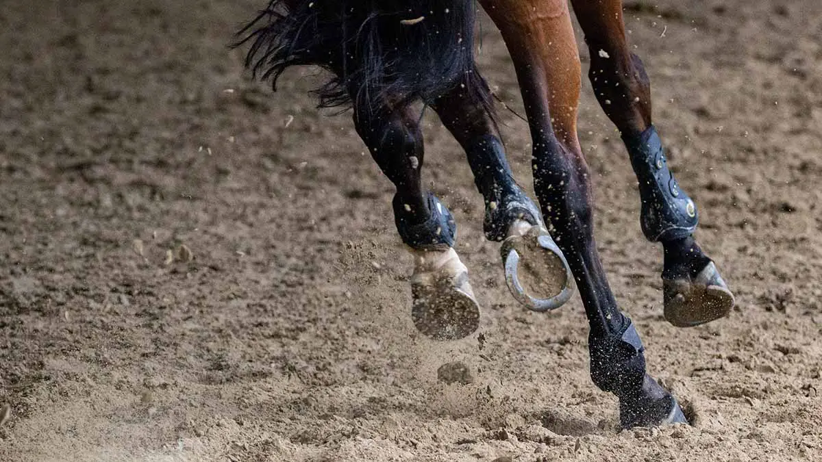 Россиянин верхом на лошади упал в яму и нашел в ней средневековый склеп