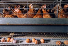 В Приморском крае рост цен на куриные яйца превышает уровень инфляции v primorskom krae rost czen na kurinye yajcza prevyshaet uroven inflyaczii-obzone-su-0