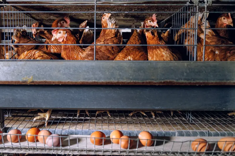 курица, яйца, яйцо, птицефабрика, яйцефабрика Евгений Кулешов, ИА PrimaMedia