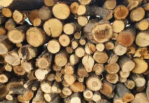 В Приморском крае средние зарплаты в Примлесе и авиабазе достигли 100 тысяч рублей v primorskom krae srednie zarplaty v primlese i aviabaze dostigli 100 tysyach rublej-obzone-su-0