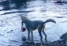 volki britanskoj kolumbii v kanade osvaivayut rybolovnye seti dlya dobychi ryby-obzone-su-0