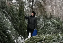 500 тысяч новогодних елей от Россельхозбанка подарят праздник в регионах 500 tysyach novogodnih elej ot rosselhozbanka podaryat prazdnik v regionah-obzone-su-0