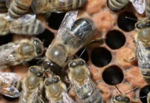 CRISPR/Cas9 раскрыла ключевую роль гена fruitless для кооперации пчел 9 raskryla klyuchevuyu rol gena dlya kooperaczii pchel-obzone-su-0