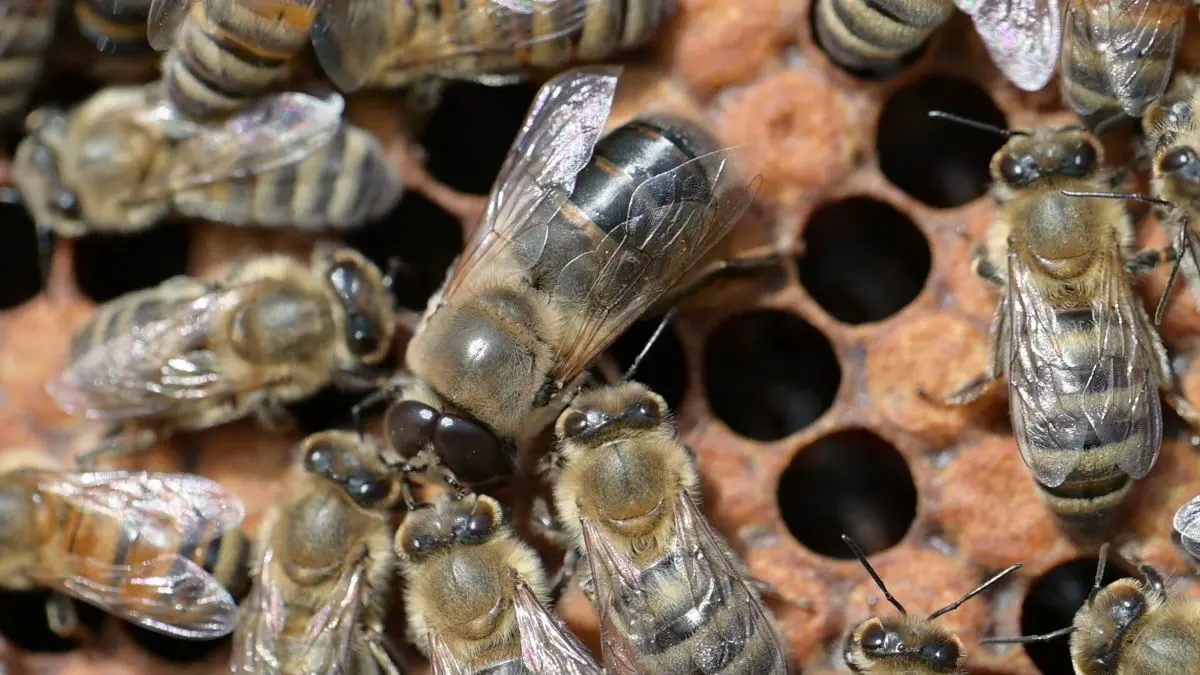 CRISPR/Cas9 раскрыла ключевую роль гена fruitless для кооперации пчел-0