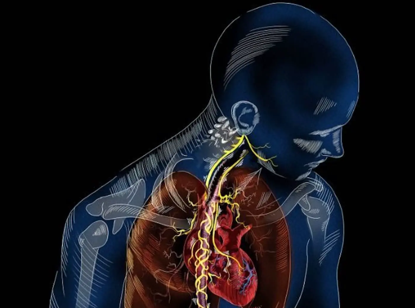 Биоинженеры делают новаторский шаг в восстановлении сердца минипигов-0