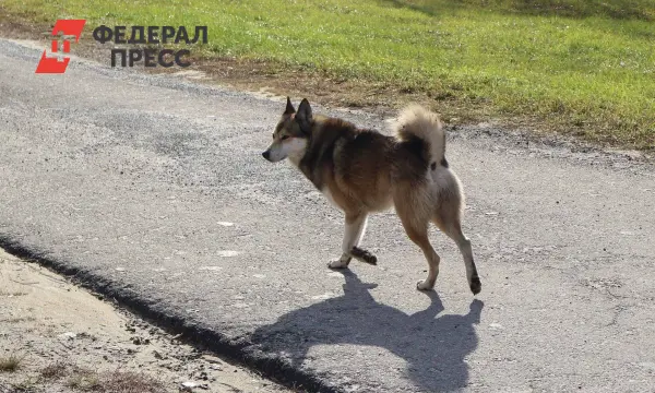 Инвестиции в будущее бездомных собак через программы отлова в Сибири-0