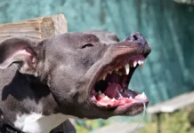 История спасения Евгении из Красноярска на пляже Колва в Гоа от собак istoriya spaseniya evgenii iz krasnoyarska na plyazhe kolva v goa ot sobak-obzone-su-0