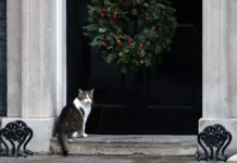 Кот Ларри вновь ушел с Даунинг-стрит, едва появился Виктор Зеленский kot larri vnov ushel s dauningstrit edva poyavilsya viktor zelenskij-obzone-su-0