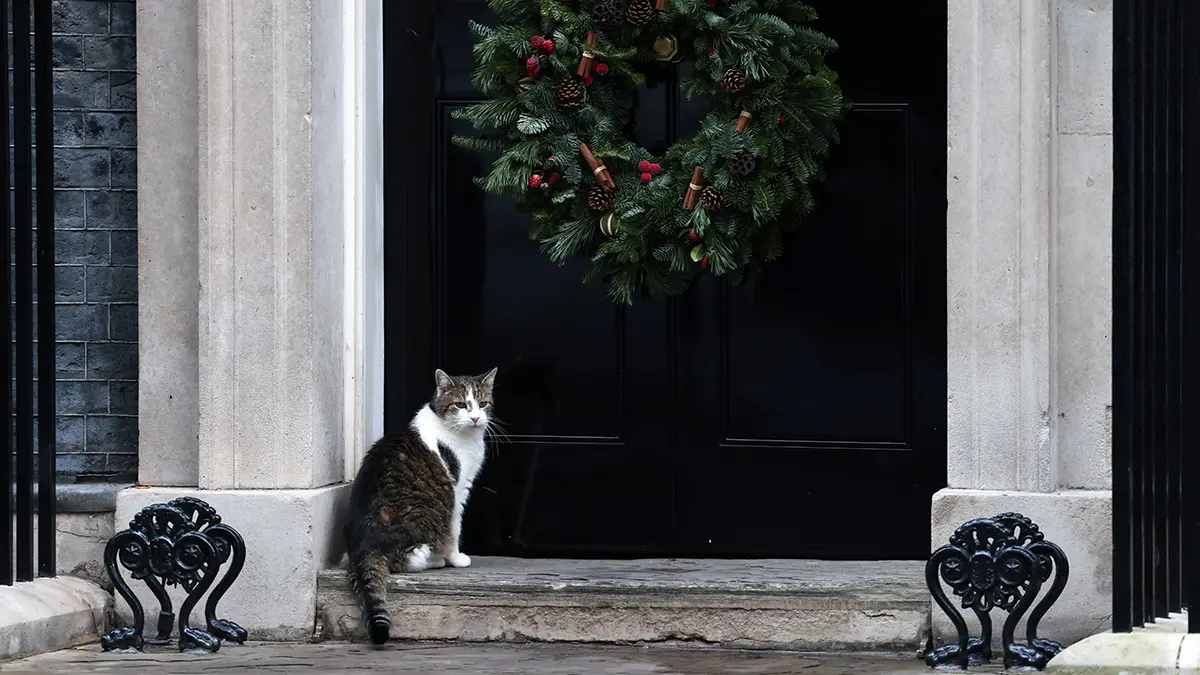 Кот-мышелов Ларри снова сбежал из резиденции Стармера, увидев Зеленского