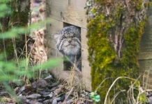 Манул Бабник из Центра Московского зоопарка успешно подготовился к зиме manul babnik iz czentra moskovskogo zooparka uspeshno podgotovilsya k zime-obzone-su-0