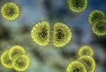 Менингококк, вакцинация и иммунитет помогают защититься от инфекций meningokokk vakczinacziya i immunitet pomogayut zashhititsya ot infekczij-obzone-su-0