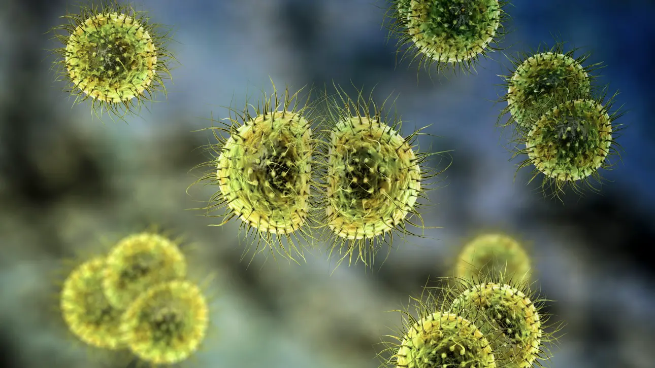 Почему растет заболеваемость менингококком