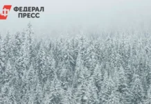 Новогодние ели Спасского района находятся под особой защитой Рослесхоза novogodnie eli spasskogo rajona nahodyatsya pod osoboj zashhitoj rosleshoza-obzone-su-0