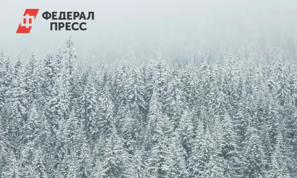 Новогодние ели Спасского района находятся под особой защитой Рослесхоза-0