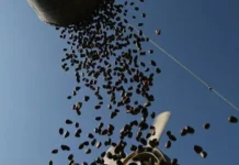 Ольга Бабич представила результаты исследования БФУ и КемГУ о пользе кедровой скорлупы olga babich predstavila rezultaty issledovaniya bfu i kemgu o polze kedrovoj skorlupy-obzone-su-0