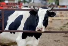 Павел Малков сообщил о поддержке Рязанской области для экспорта скота в Казахстан pavel malkov soobshhil o podderzhke ryazanskoj oblasti dlya eksporta skota v kazahstan-obzone-su-0