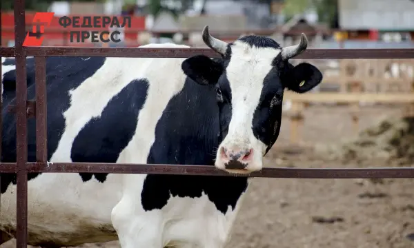 Павел Малков сообщил о поддержке Рязанской области для экспорта скота в Казахстан-0