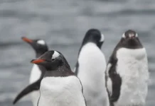 Пингвины Южной Африки и сардины испытывают позитивные изменения на фоне глобального потепления и рыболовства pingviny yuzhnoj afriki i sardiny ispytyvayut pozitivnye izmeneniya na fone globalnogo potepleniya i rybolovstva-obzone-su-0