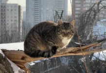 Приморье ожидает солнечные дни, согласно прогнозу Примгидромета primore ozhidaet solnechnye dni soglasno prognozu primgidrometa-obzone-su-0