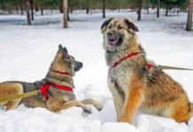 Приюты для животных Москвы и премия Рунета отмечают Новый год priyuty dlya zhivotnyh moskvy i premiya runeta otmechayut novyj god-obzone-su-0
