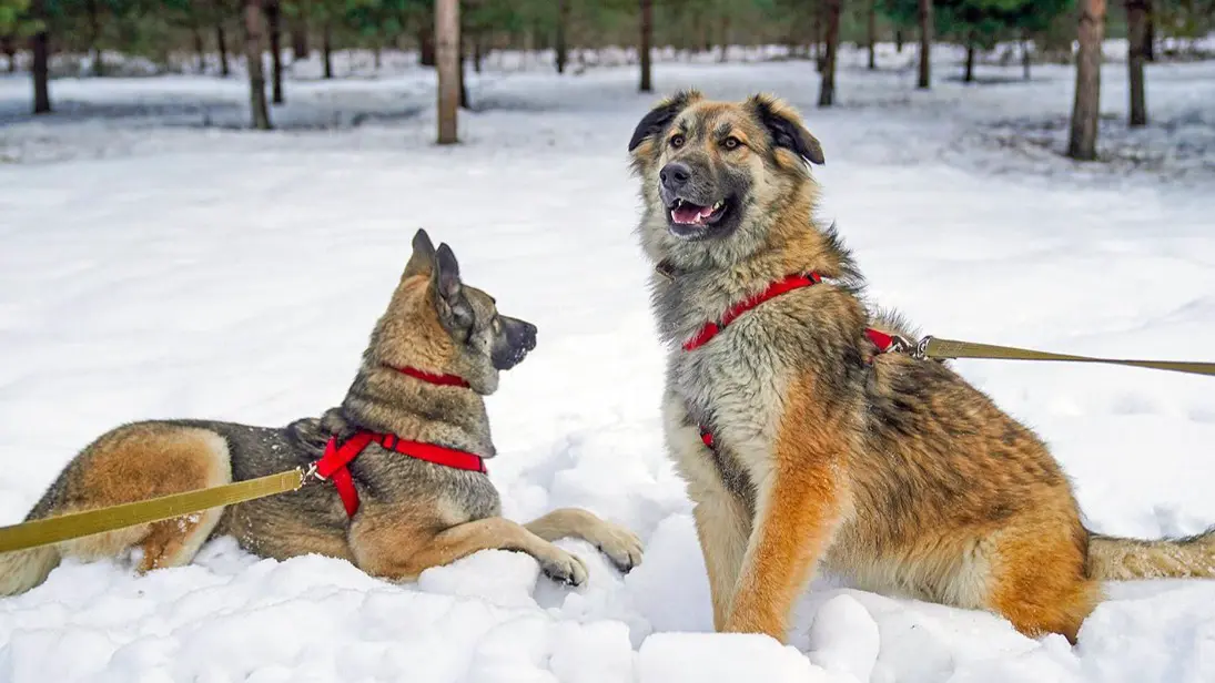 Вместе в Новый год: как работают городские приюты для животных в каникулы