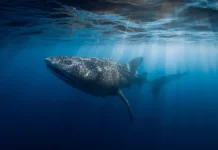 Российская туристка на Мальдивах пострадала после встречи с акулой rossijskaya turistka na maldivah postradala posle vstrechi s akuloj-obzone-su-0