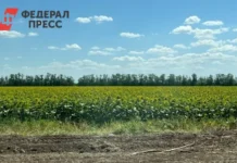 Садоводство как локомотив роста в Ставропольском крае с участием Владимира Владимирова sadovodstvo kak lokomotiv rosta v stavropolskom krae s uchastiem vladimira vladimirova-obzone-su-0