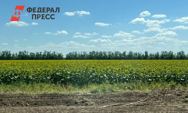 Садоводство как локомотив роста в Ставропольском крае с участием Владимира Владимирова-0