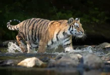 Шьямапад Шил и Джагадиш Гарани стали героями спасения в Сундарбанах shyamapad shil i dzhagadish garani stali geroyami spaseniya v sundarbanah-obzone-su-0