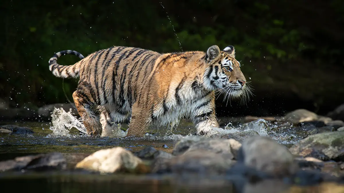 Мужчина в Индии ударил тигра палкой и спас жизнь другу