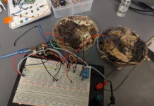 Университет штата Огайо достиг новых успехов в изучении мемристоров из грибов шиитаке universitet shtata ogajo dostig novyh uspehov v izuchenii memristorov iz gribov shiitake-obzone-su-0