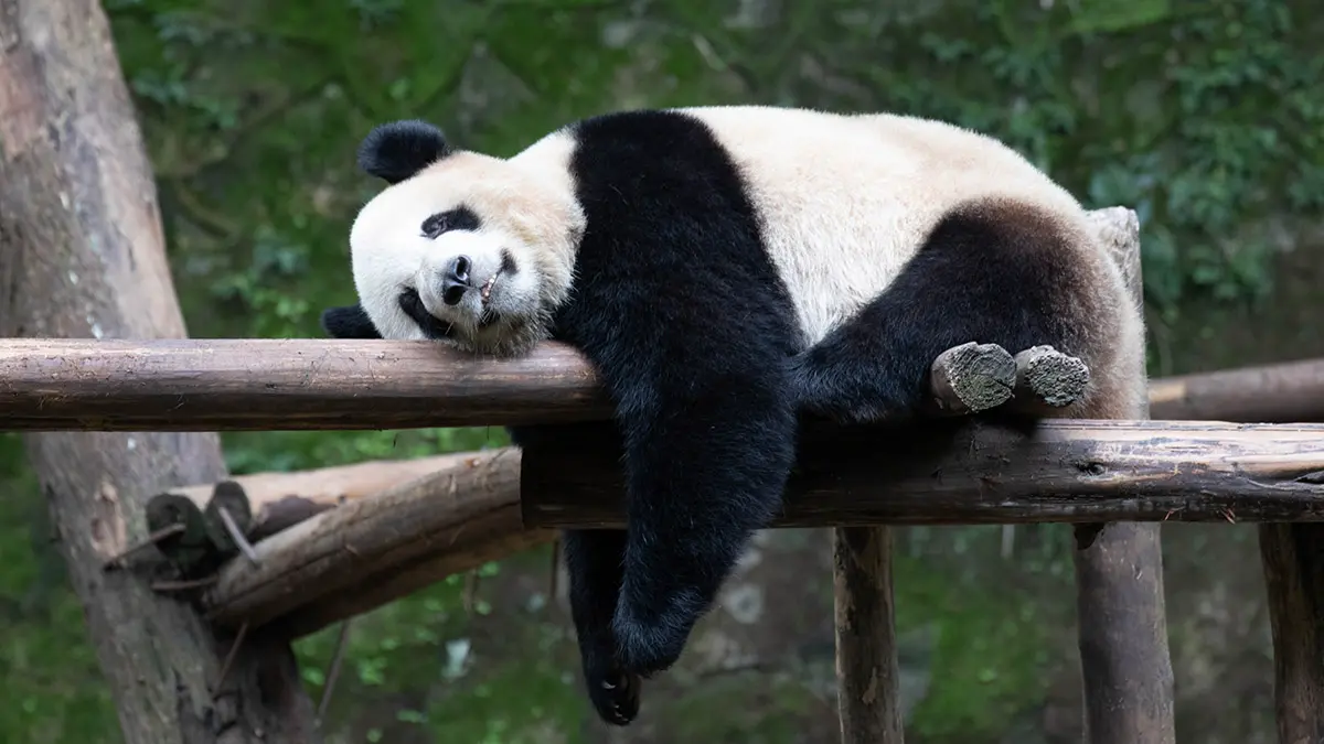 Kyodo: Япония впервые за полвека останется без панд из-за отношений с Китаем