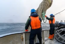 Илья Шестаков считает, что ЕС бросает вызов союзу России и Норвегии ilya shestakov schitaet chto es brosaet vyzov soyuzu rossii i norvegii-obzone-su-0