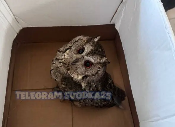 Спасенная сова Telegram-канал (18+) Svodka25