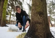 Новый год принесёт новогоднюю ёлку, ставшую удобрением для дач Подмосковья novyj god prinesyot novogodnyuyu yolku stavshuyu udobreniem dlya dach podmoskovya-obzone-su-0