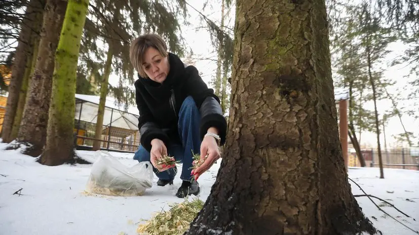 Депутат Чаплин: после Нового года живую ёлку можно использовать как удобрение