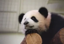 Панда Катюша в Московском зоопарке продемонстрировала веселые трюки panda katyusha v moskovskom zooparke prodemonstrirovala veselye tryuki-obzone-su-0