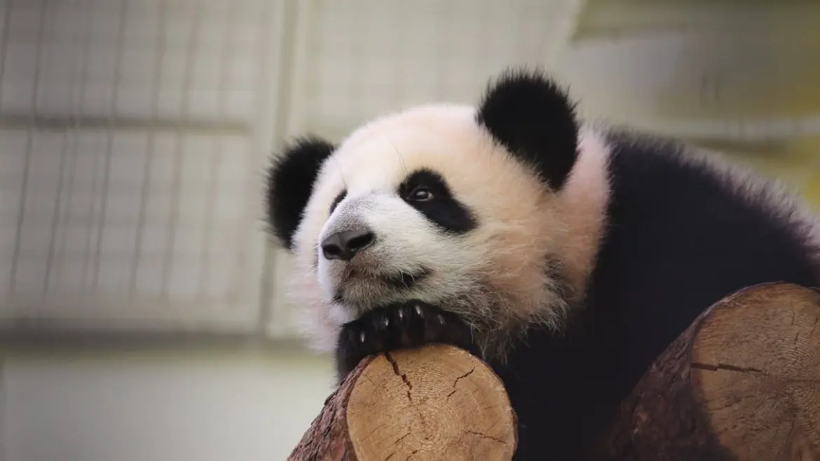 Панда Катюша из Московского зоопарка весит уже более 80 килограммов