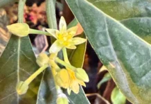 Виталий Аленкин об авокадо в Аптекарском огороде МГУ vitalij alenkin ob avokado v aptekarskom ogorode mgu-obzone-su-0