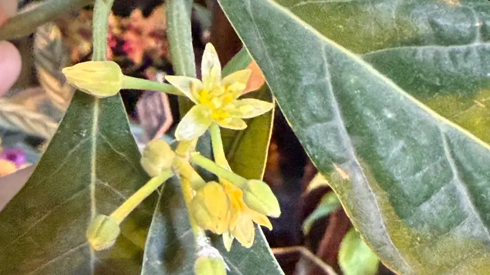 Авокадо зацвело в Аптекарском огороде впервые в 21 веке