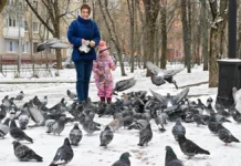 Москва и Подмосковье ожидают солнечные и морозные дни без осадков moskva i podmoskove ozhidayut solnechnye i moroznye dni bez osadkov-obzone-su-0