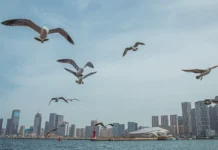 Россия и Китай запускают ТОР на острове Большой Уссурийский rossiya i kitaj zapuskayut tor na ostrove bolshoj ussurijskij-obzone-su-0