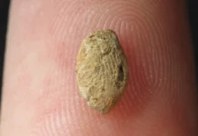 Дети Натуфийской культуры 15000 лет назад создавали охровую бижутерию deti natufijskoj kultury 15000 let nazad sozdavali ohrovuyu bizhuteriyu-obzone-su-0