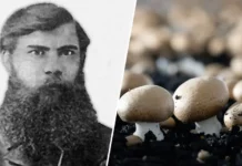 efim grachyov otkryl eru massovogo vyrashhivaniya shampinonov v rf-obzone-su-0